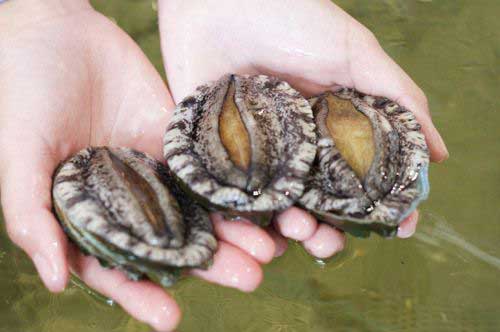 海で遊んでいたら逮捕された！？ 漁業調整規則違反とは？