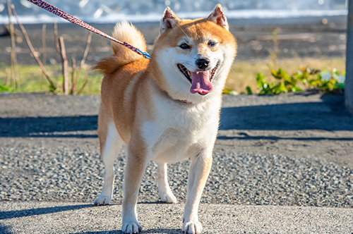 他人の犬にかまれた！ 治療費や慰謝料は請求できるの？
