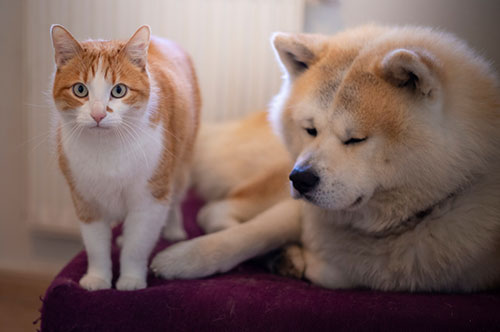 ペット保険トラブル！ 詐欺？ 保険がおりない理由や対処法