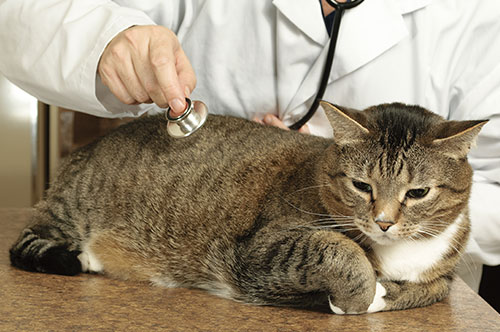 ペット保険で治療費が支払われないのはなぜ？ よくあるトラブル対策を解説