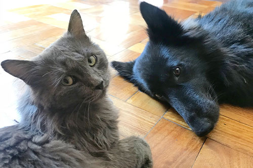 ペットに遺産を相続させるには？ 信託契約や遺言書の作成方法を弁護士が解説