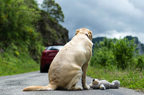エサをあげないと動物虐待？ 改正動物愛護管理法違反とは？
