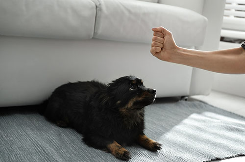 ペットに餌をあげないと動物虐待？ 動物愛護管理法改正のポイント