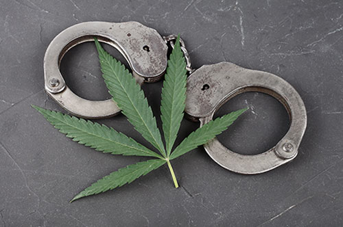 大麻を栽培するとどんな罪に問われる？ 刑罰や逮捕後の流れ