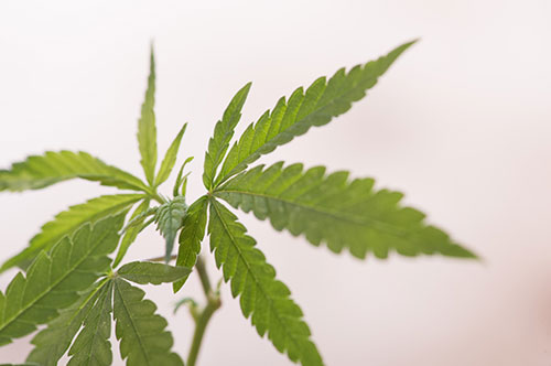 現行犯逮捕以外（後日逮捕）で大麻取締法違反による逮捕はあるのか？