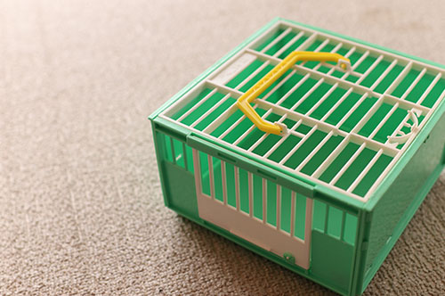 特定外来生物とは？ 規制する法律と違反したときの罰則など疑問解決