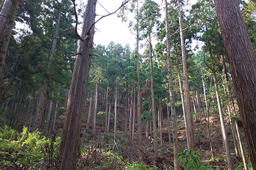 山林の相続を行うときの5つのポイントとは？ 弁護士が解説します