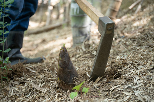 勝手に山菜を採ると森林窃盗で逮捕される？ 窃盗罪との違いは？