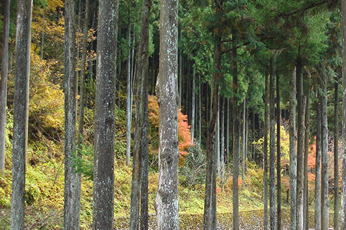 山林の相続 そのポイントを岡崎の弁護士が解説