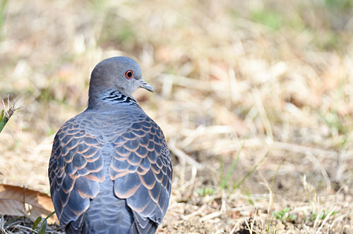 無責任な鳩への餌やりをやめさせたい！ どのような法的措置がある？