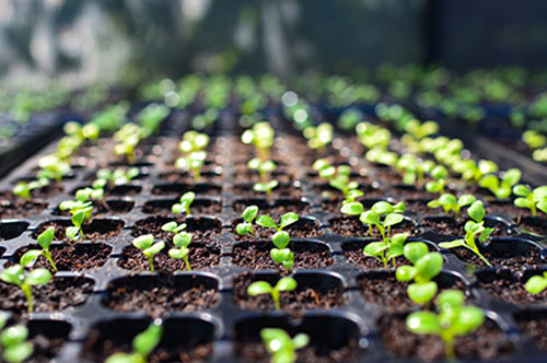 改正種苗法ではどう変わった？ 種苗を扱う企業が知っておくべき要点