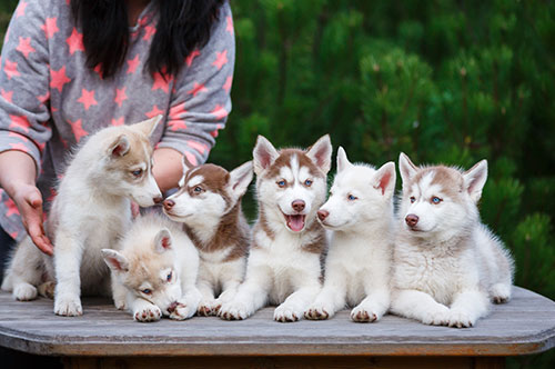 2021年に施行された改正動物愛護法でブリーダーが逮捕されうるケース