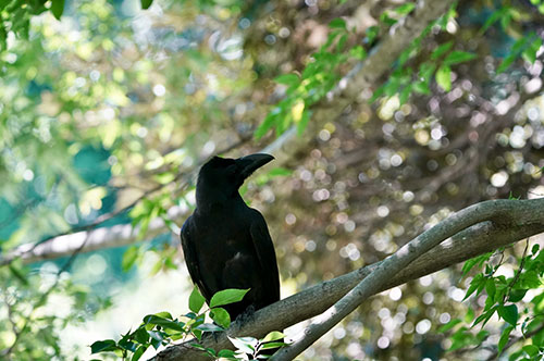 野生動物を勝手に駆除するのは違法！ 鳥獣保護管理法の概要と罰則