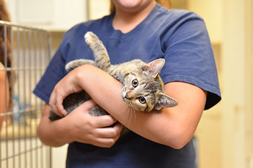 動物愛護法違反を疑われている場合、どうすればいい？