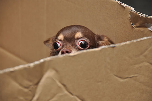 動物を捨てると摘発される？ 動物を守るための法律とは