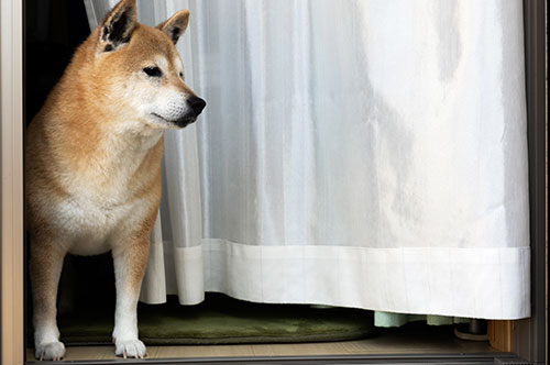 ペット（犬）の鳴き声問題｜苦情はどこに？ 慰謝料請求は可能？