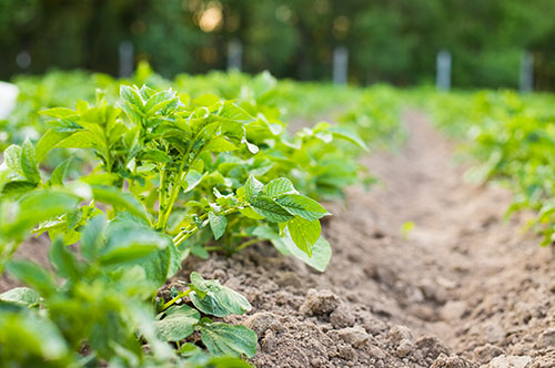育成者権とは｜守られる範囲や効力が及ばない範囲など詳しく解説