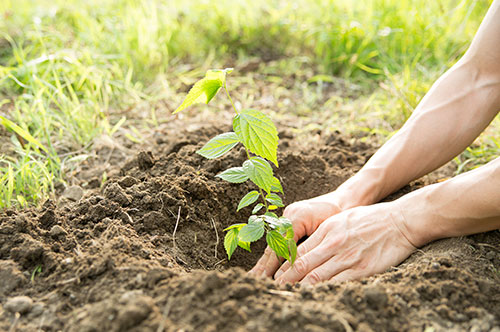 勝手植えは違法行為！ 指摘されたときにとるべき対応。