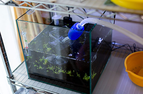 カルタヘナ法違反で罪に問われる理由と刑事事件化した後の流れ