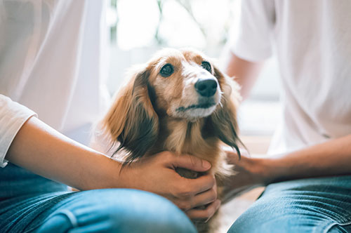 「犬を飼えない」ことを理由に離婚することはできる？